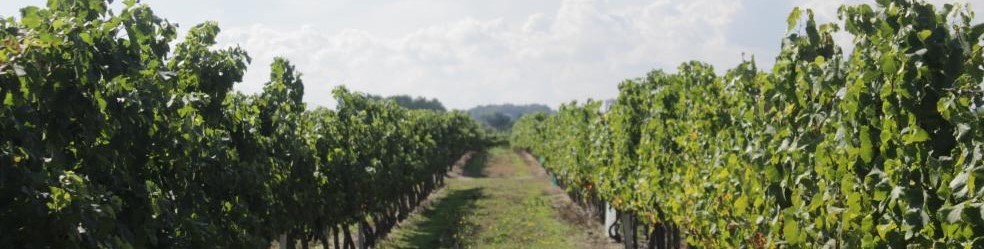 vignes